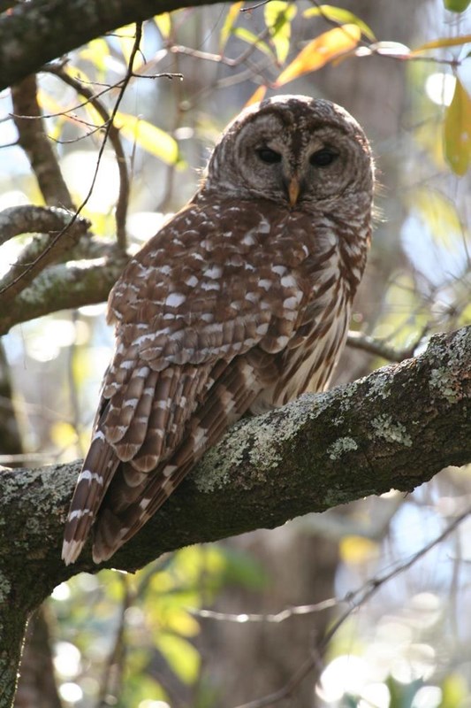An Barred Owl sits on a tree branch, staring below.