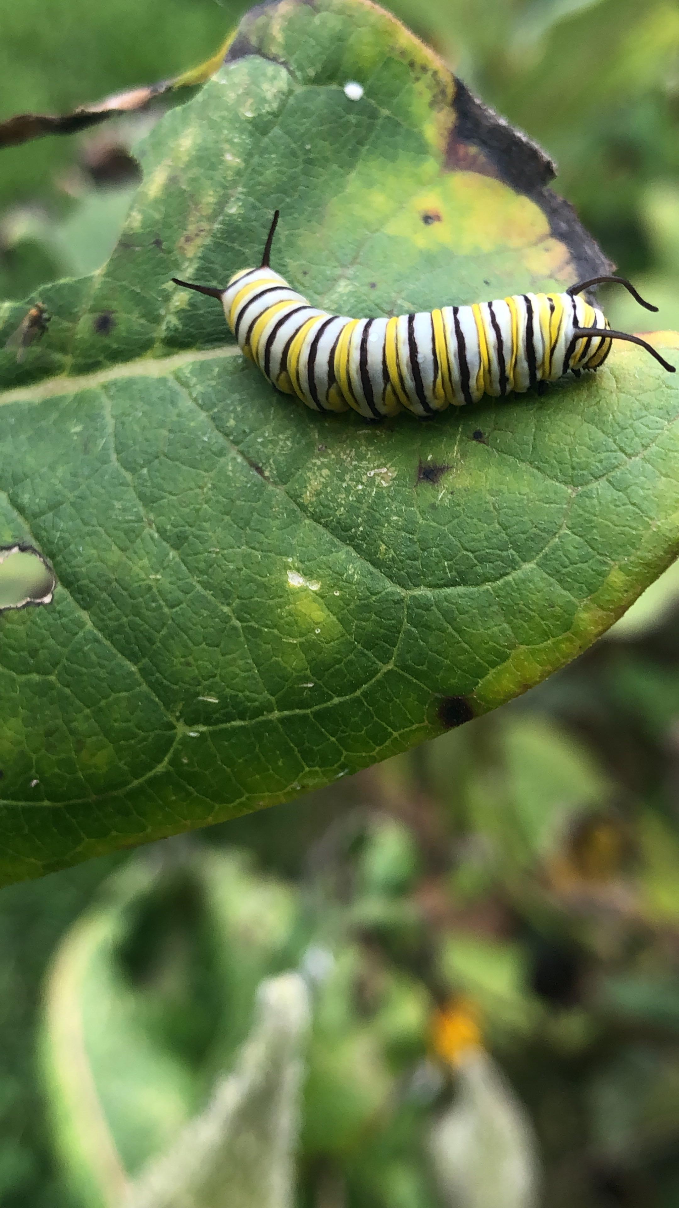 Monarch Butterflies - Fire Island National Seashore (U.S. National Park  Service)