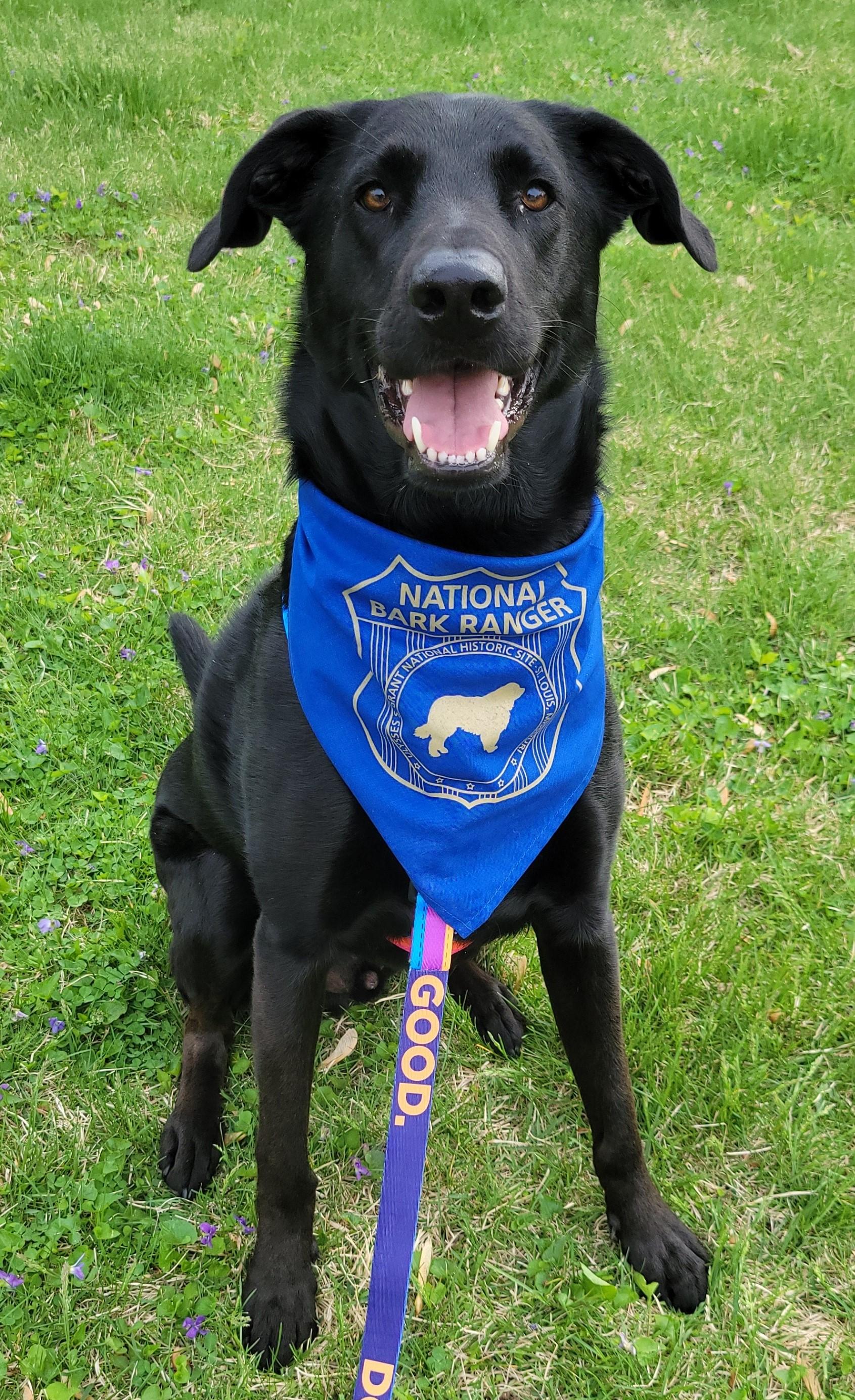 Celebrate #NationalPuppyDay with tickets to Bark in the Park