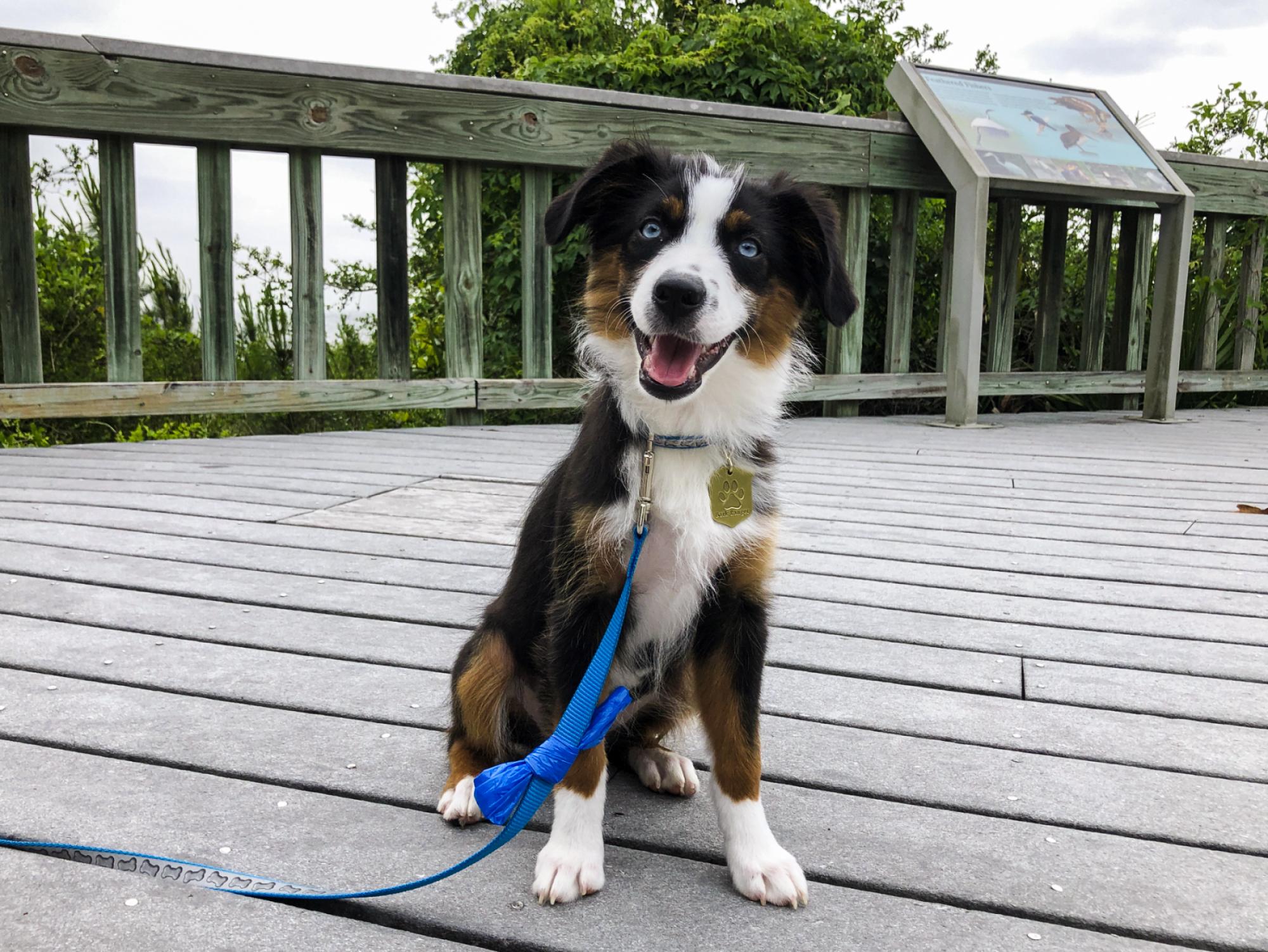 SPECIAL EVENT: Become a B.A.R.K. Ranger at Saint Gaudens - Golden Dog  Adventure Co.