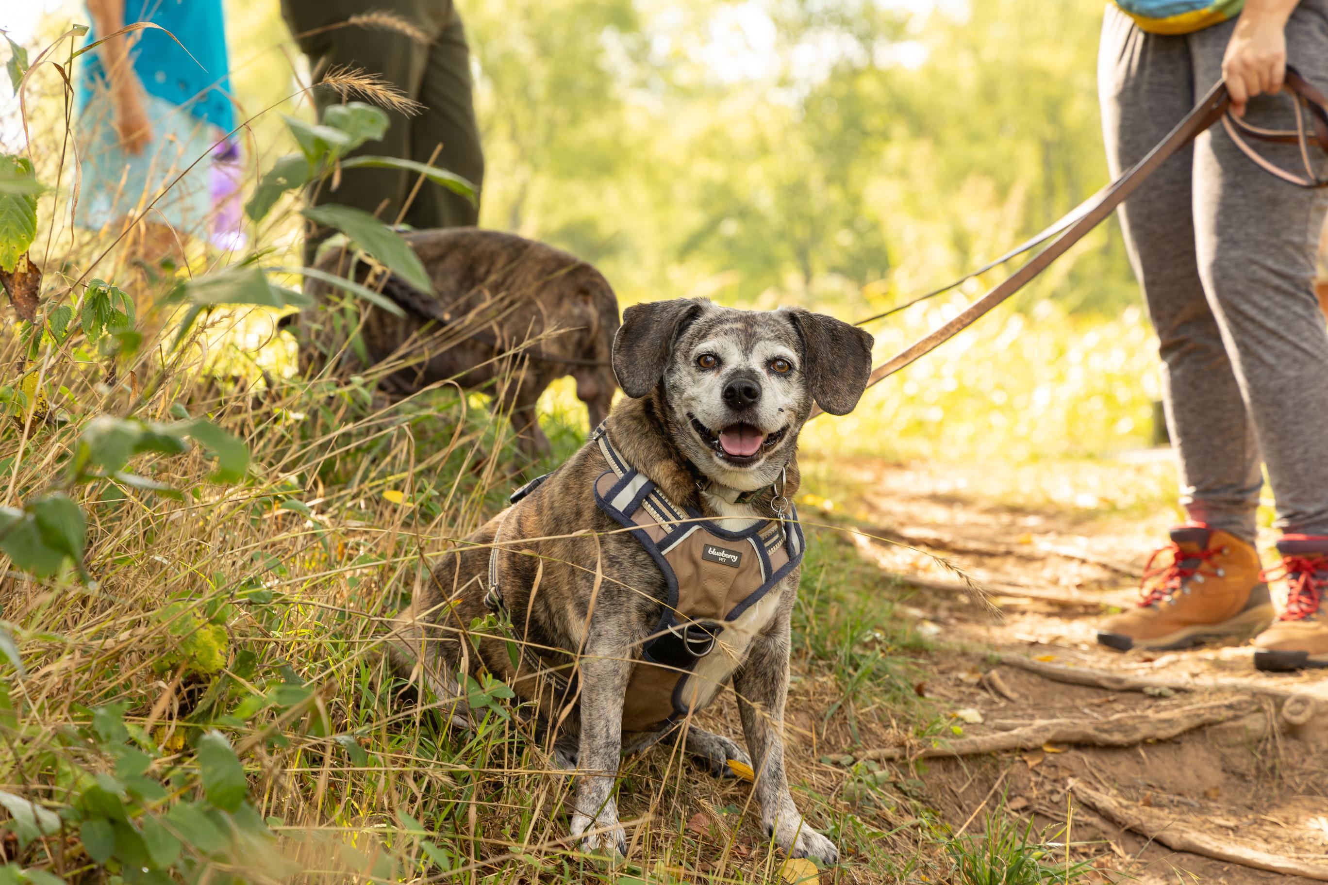 DOG iD: Em-bark on Adventure