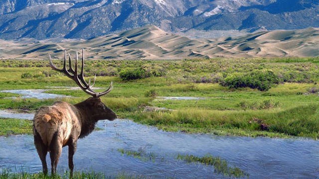 Elk at Big Spring Creek at Great Sand Dunes National Park.