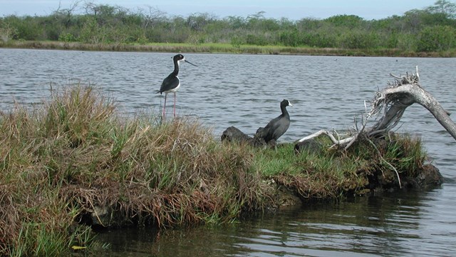 Hawaiian stilt and Hawaiian Coot at a fishpond.