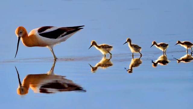 Ducks walking