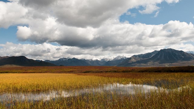 View looking out at a wetland at Denali National Park.