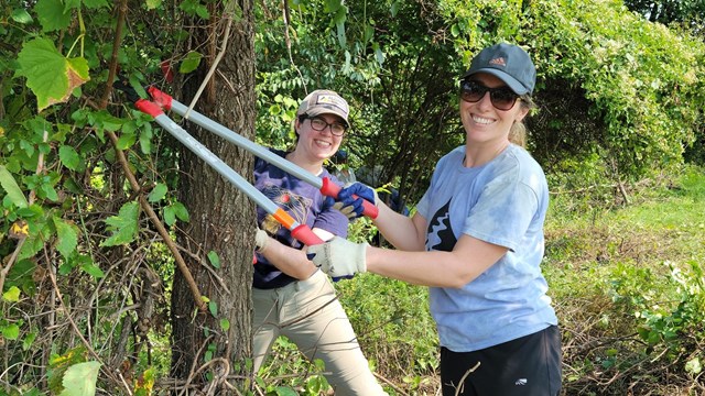 Two volunteers using loppers by a tree.