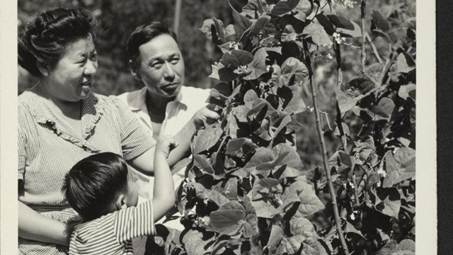 Mr. and Mrs. Kumazo Ambo with their son, Masato Dennis, are looking over their victory garden.