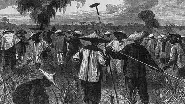 Woodblock print of Chinese laborers at work on Milloudon Sugar Plantation in Louisiana.