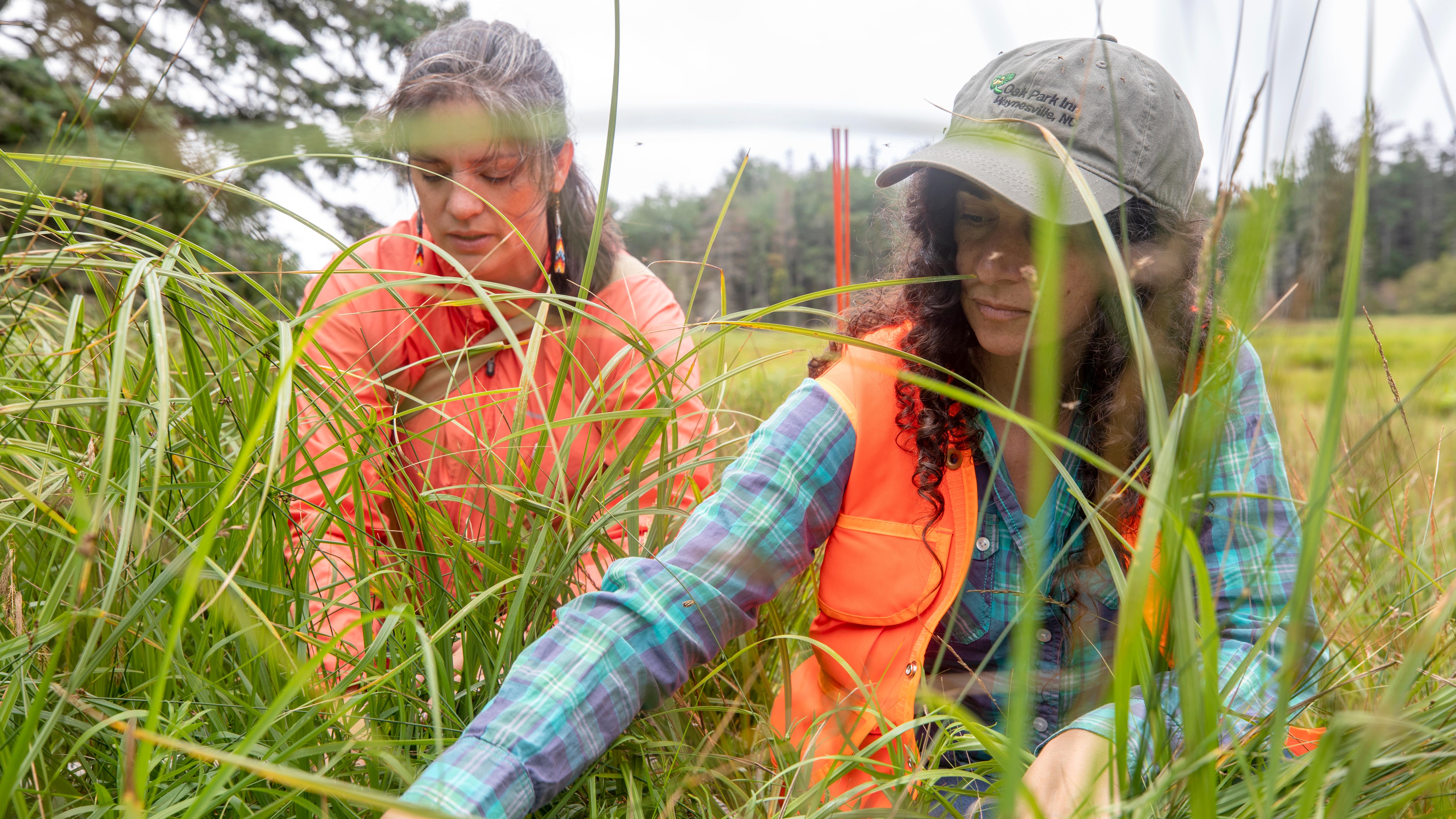 Two women kneel in tall grass
