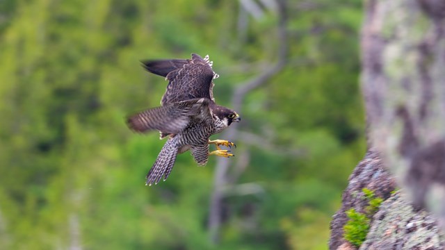 A peregrine falcon lands on a cliff in Acadia National Park