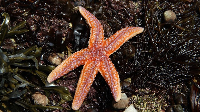 A orange sea star on the rocks