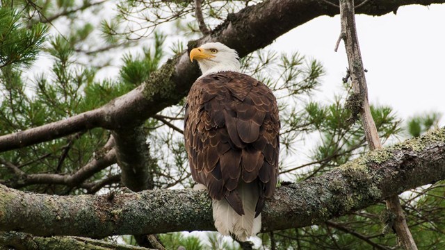 A bald eagle sits on a pine tree looking sideways