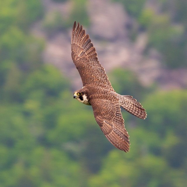 A peregrine falcon flies above the coastline