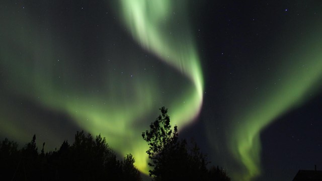 green northern lights dance above tree tops on a clear night