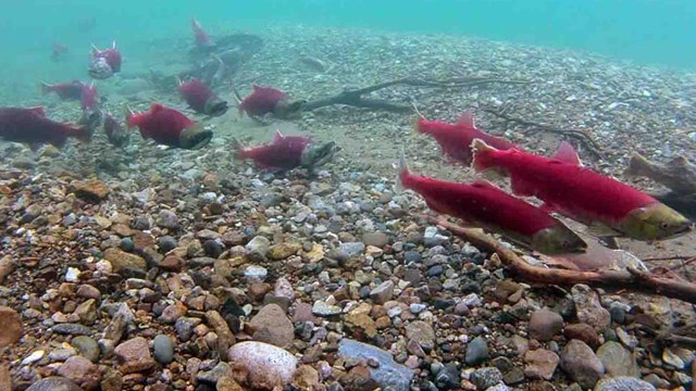 Spawning red salmon in turquoise waters.