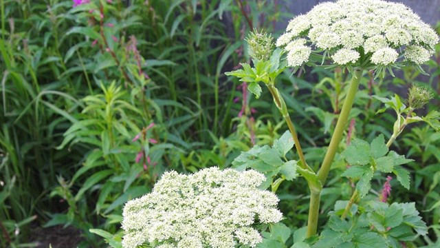 Close up of two tufts of white flowers on stalks with leafy green leaves surrounding.