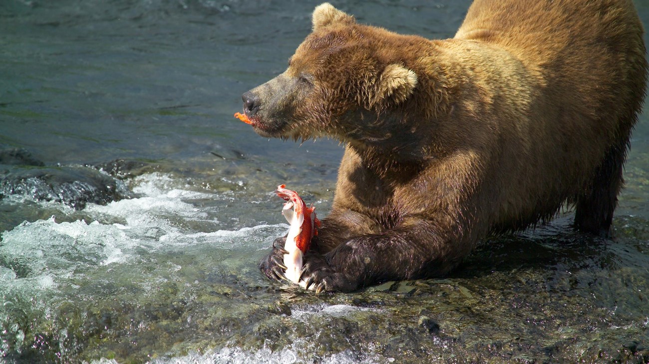Brown bear in water eating salmon held in front paws.