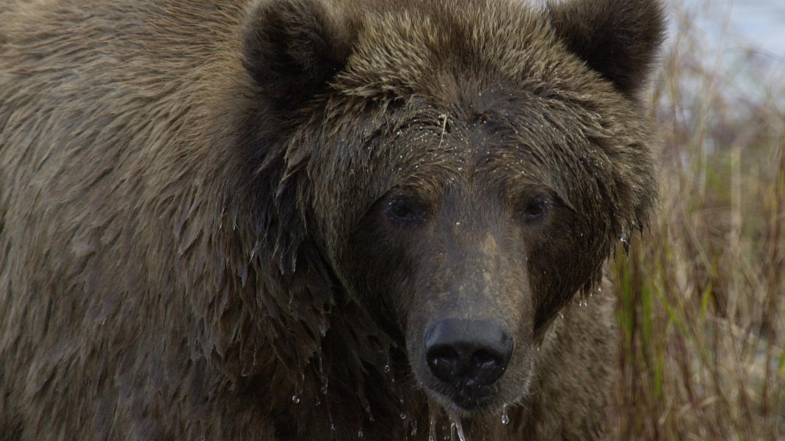 bear face