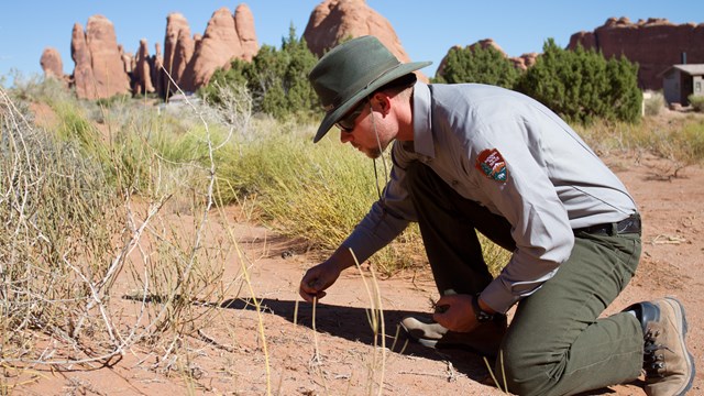 a ranger kneels beside plants and soil