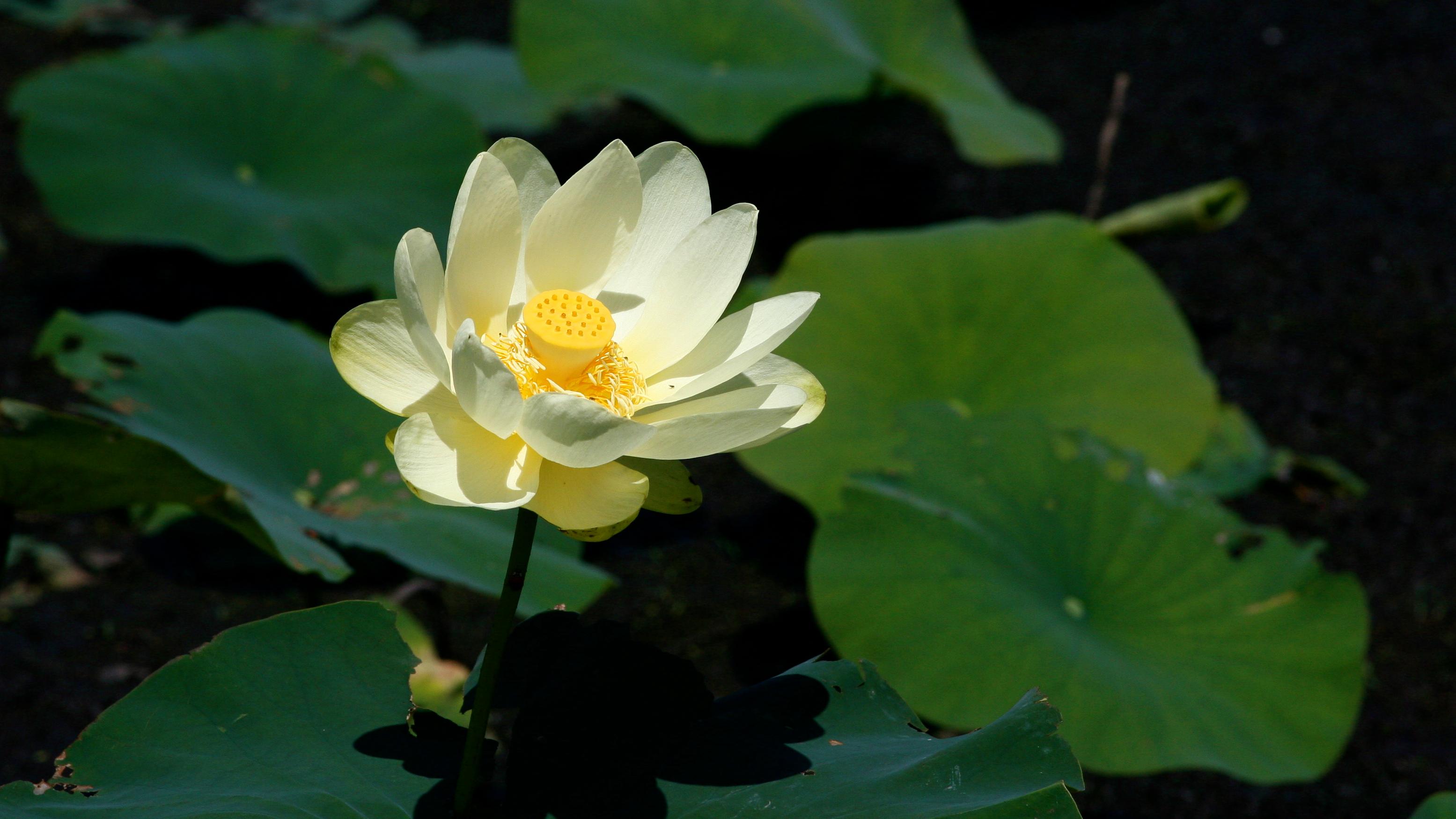 A white flower with an orange center emerging from a plant on a lake.