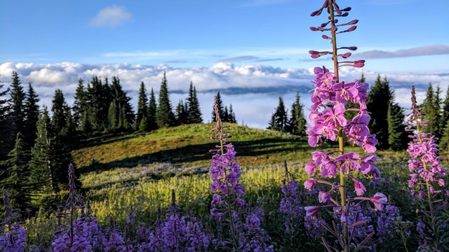 pink fireweed flowers on a mountain landscape