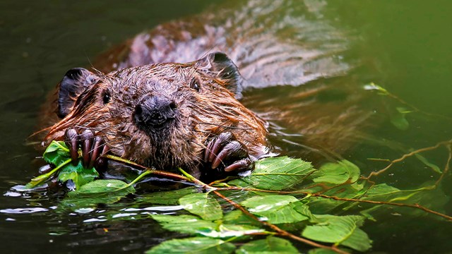 A beaver chewing on a stick in a lake