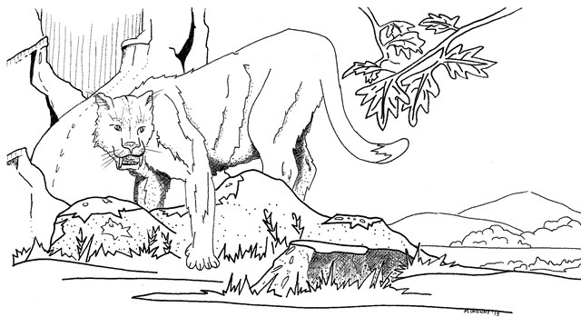 a black and white illustration of a cat-like animal with saber-teeth looking alert