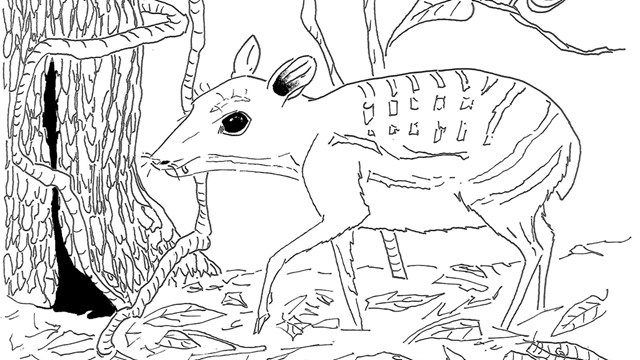 a black and white illustration of a deer-like, small animal browsing on leaves