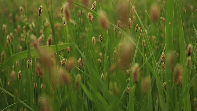 Green sedge grass grows in tallgrass prairie