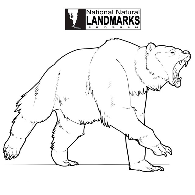 line drawing of prehistoric bear