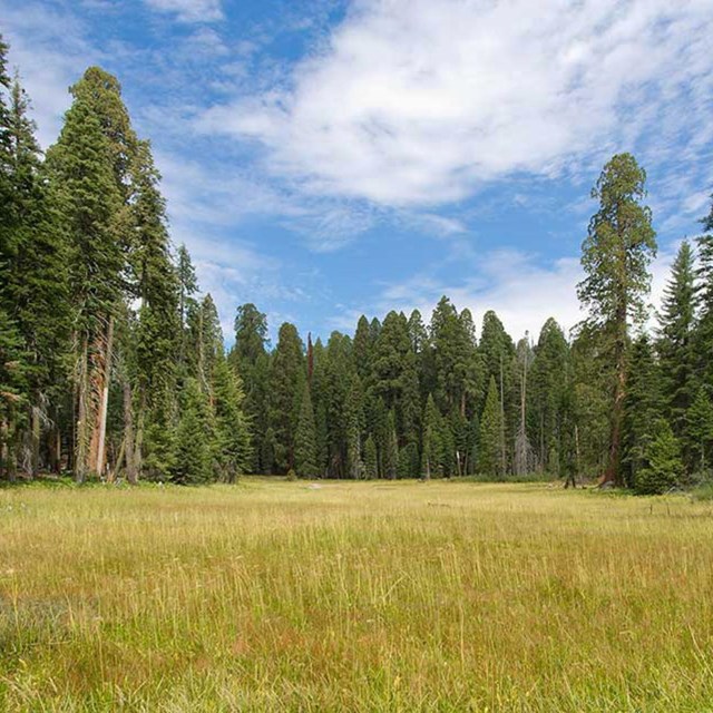 a woodland meadow