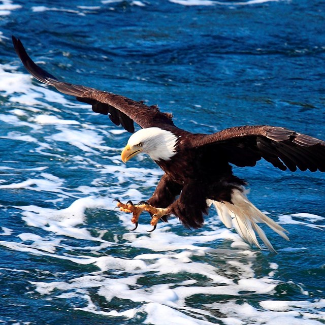 an eagle swoops above water to catch a fish