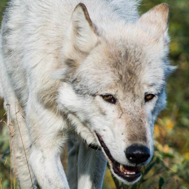 dark brown female wolf