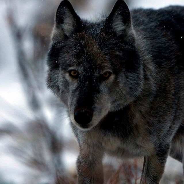 Wolf Ecology Basics (U.S. National Park Service)