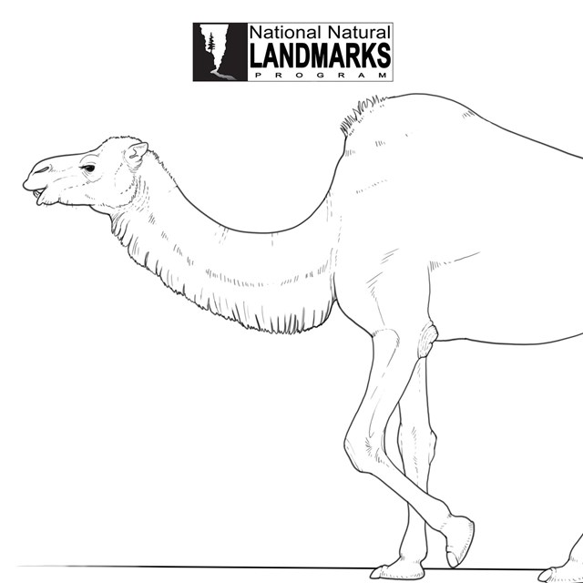 drawing of prehistoric camel