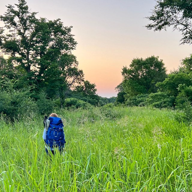 A hiker wades through tall green grass between trees as the sun sets.