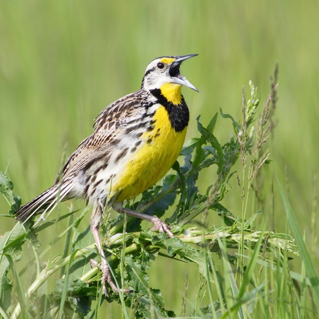 Bright yellow and brown bird perched on a green shrub