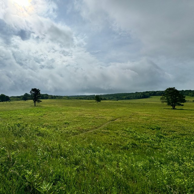 Green field extending toward a cloudy sky
