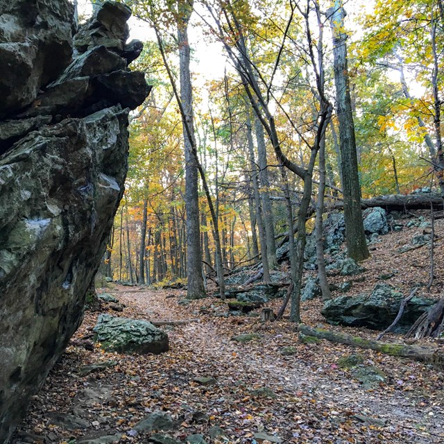 Rock outcrop along a forest trail