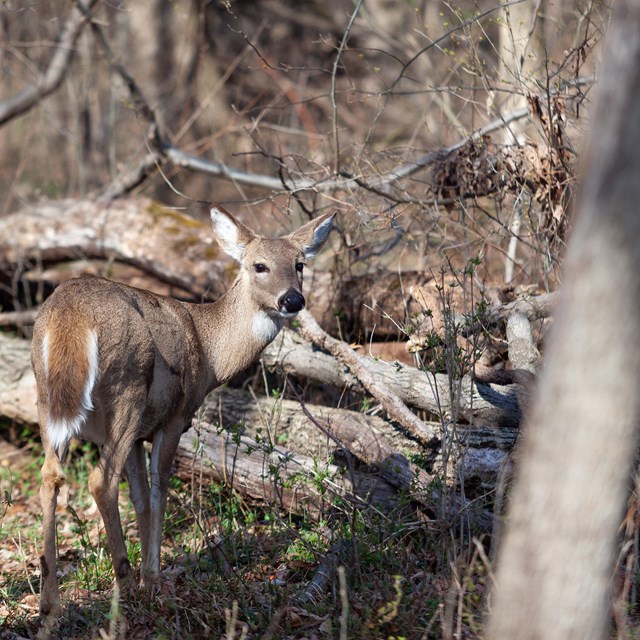 A white-tailed deer stands among fallen trees, looking back