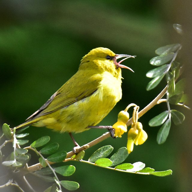 Small yellow bird in a green forest