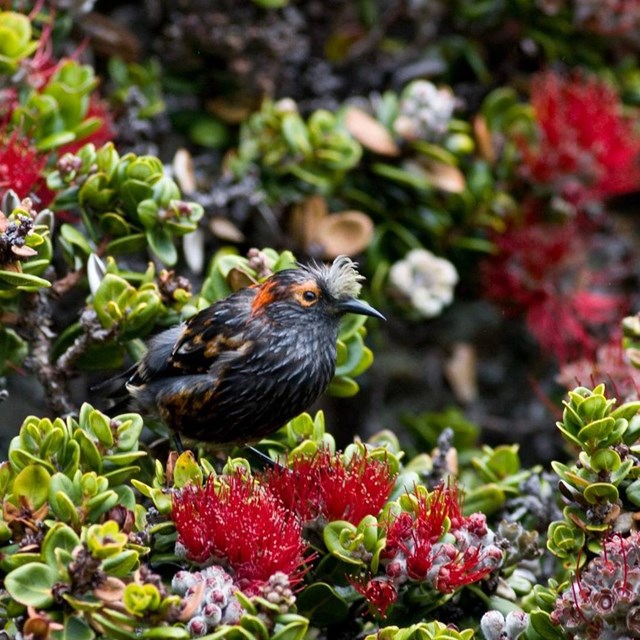 Small brown bird surrounded by colorful, tropical flowers
