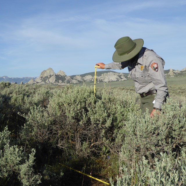 Person in NPS uniform uses a tape measure alongside tall grasses