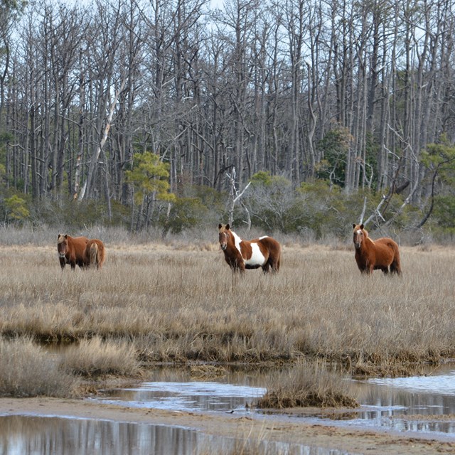 Wild horses in marsh area with water and tall grass