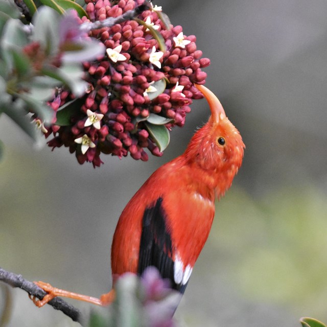 Bright red bird with it's beak in a red berry-like part of a tree