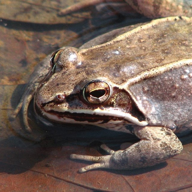 A brown wood frog sits in shallow water