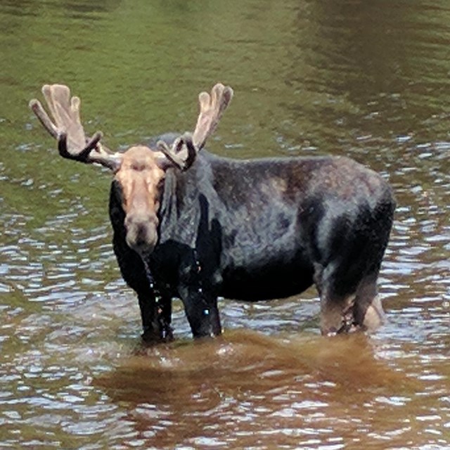 Bull moose wades in Washington Creek at Isle Royale.