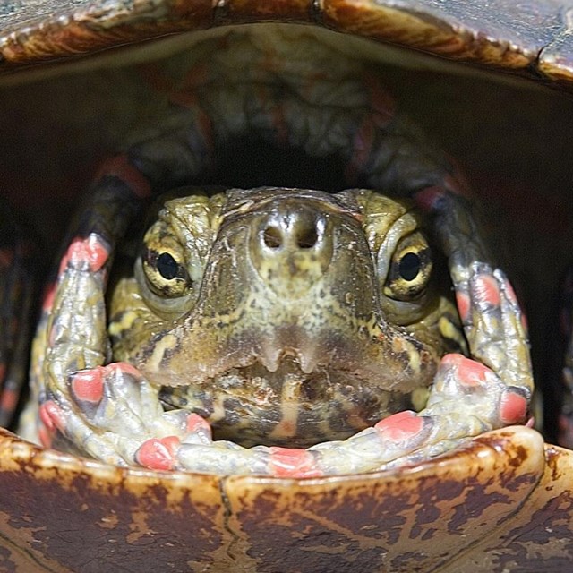 Up close image of a green, red, and brown midland painted turtle.
