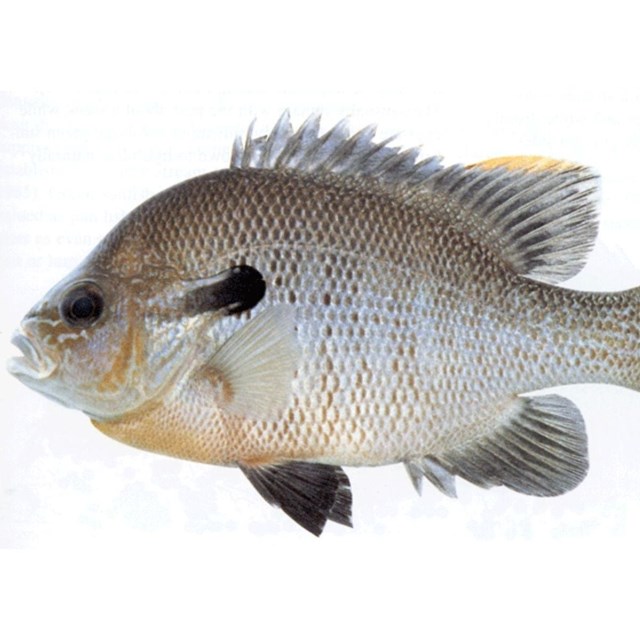 Image of a gray, brown, and yellow redbreast sunfish.