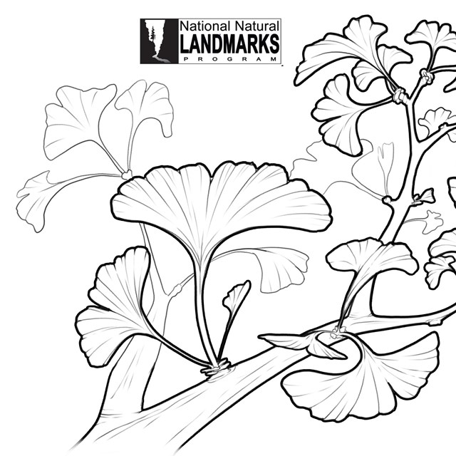 Drawing of ancient gingko tree branch and leaves